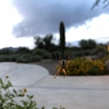 Bill's Home Service Company Termite & Pest Control gallery