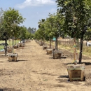Seargeant Landscape & Arboriculture