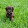 Wild Daisy Labradoodles