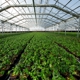 Conley's Greenhouse Manufacturing and Sales