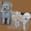 K-9 Kuts gallery