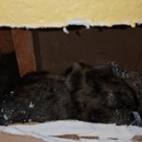 Critter Control of Lake County - Pest Control Services