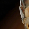 Holt Anatomical gallery