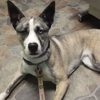 Paxton Animal Hospital gallery