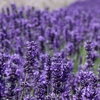 Purple Haze Lavender Farm gallery