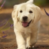 Kingdom Canine Center gallery