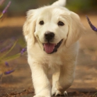 Kingdom Canine Center