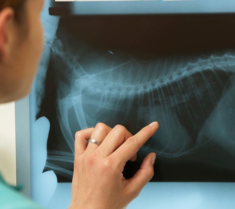 Laverton Veterinary Clinic. Professional Staff And Affordable Health Care, Your Pet Will Be In Good Hands