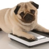 Prairie Creek Pet Hospital gallery