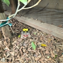 Pest Control PESPRO - Pest Control Services