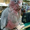 Skyway Feed and Pet Supply Inc gallery