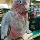 Skyway Feed and Pet Supply Inc