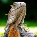 Critter Control - Pest Control Services