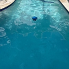 Penguin Pools of Florida
