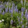 Alliance of Native Seedkeepers gallery