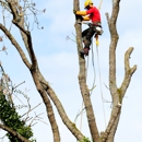 Blue Sky Tree Service - Tree Service
