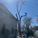 Tomax Tree Service - Tree Service