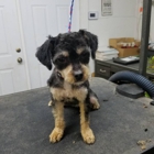 Happy Tails Groom & Board