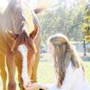 A and A FARMS EQUINE SPORTS CENTER - Horse Dealers