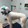 Springwood Pet Boarding And Grooming gallery