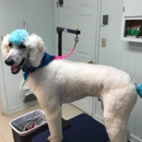 Springwood Pet Boarding And Grooming - Pet Grooming