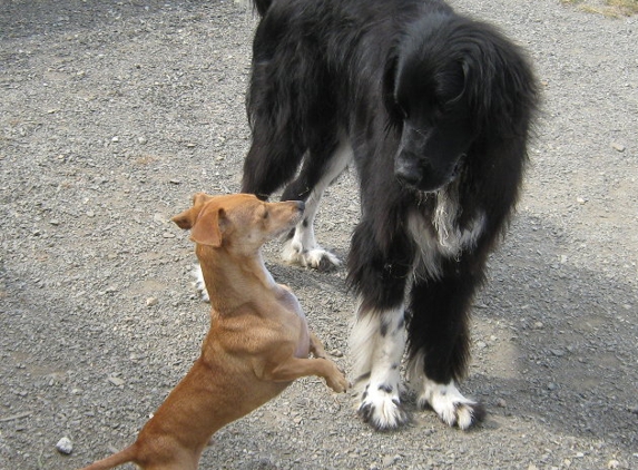 Bark Central Doggie Daycare and Boarding Resort - Chambersburg, PA