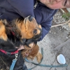 Dog Dash Dog Walking gallery