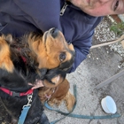 Dog Dash Dog Walking
