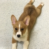 Cottner Creek Pet Clinic gallery