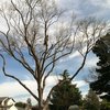 Tree Care Services gallery