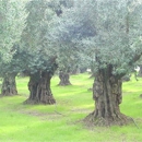 Large Olive Trees - Tree Service