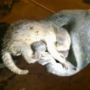 Catchpro - Animal Removal Services