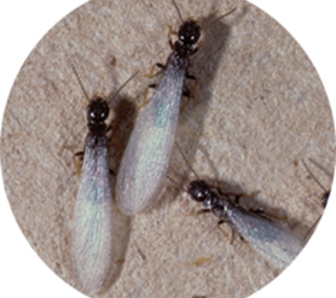 Heights Pest Control & Termite - Beachwood, OH. Termite Swarmers