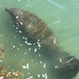 Manatee Lagoon