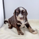 Heart Strong Pups - Pet Stores