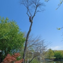 Contreras Tree Cut - Arborists