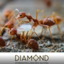 Diamond Exterminators