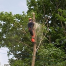 A-TON Tree & Debris - Arborists