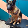 Well Groomed Pets - Cary gallery