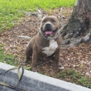 Smart Start Puppies - Miami - Pet Training