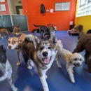 Urban Pooch Training and Fitness Center - Dog Training