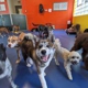 Urban Pooch Training and Fitness Center