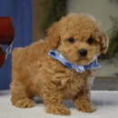 Paw Palace Puppies - Pet Breeders