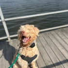 A1DogTraining