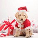 Pet Supply Outlet - Pet Stores