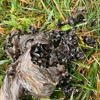 Patton Pest Control gallery
