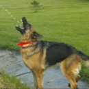 Highlander German Shepherds - Pet Breeders