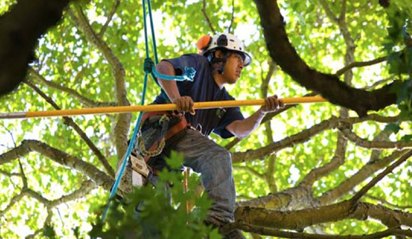 Green America Tree & Landscaping LLC - Henderson, NV