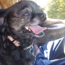 Brookhollow Veterinary Clinic - Pet Boarding & Kennels
