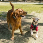 Pet Stop by Dog Containment Systems